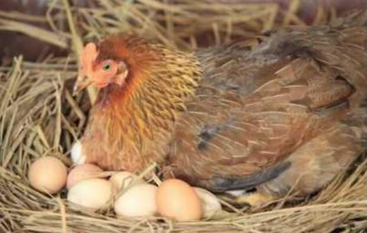 先有鸡先有蛋正确答案是什么(科学给出答案)-1