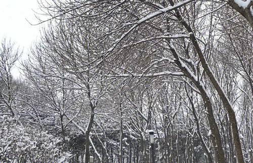 2023年雪景发朋友圈简短文案(雪景文案短句)-1