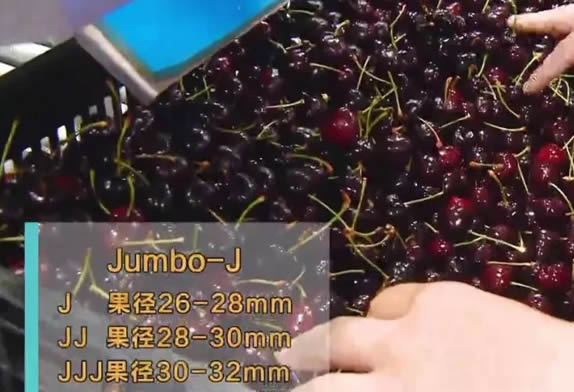 车厘子几个j代表什么意思 车厘子JD大还是JJ大(2j3j4j区分)-2