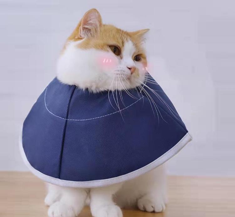怎样分辨公猫和母猫(公猫和母猫的区分对比图)-1 怎样分辨公猫和母猫(公猫和母猫的区分对比图)