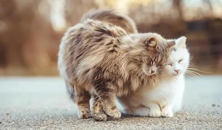 怎样分辨公猫和母猫(公猫和母猫的区分对比图)-3 怎样分辨公猫和母猫(公猫和母猫的区分对比图)