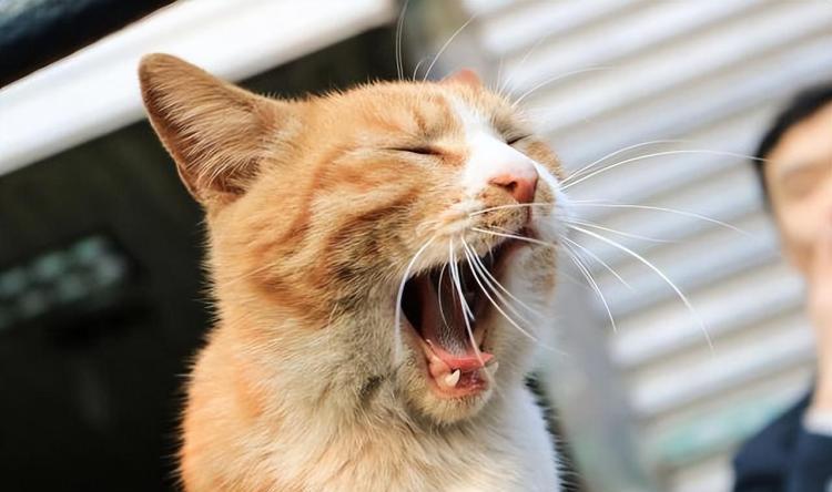 怎样分辨公猫和母猫(公猫和母猫的区分对比图)-4 怎样分辨公猫和母猫(公猫和母猫的区分对比图)