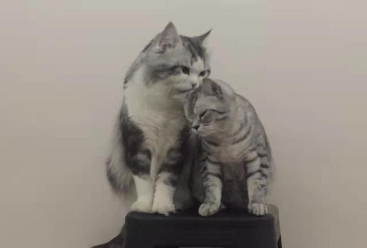 怎样分辨公猫和母猫(公猫和母猫的区分对比图)-2 怎样分辨公猫和母猫(公猫和母猫的区分对比图)